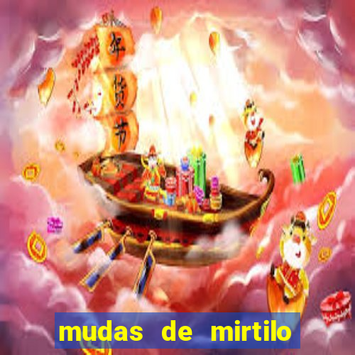 mudas de mirtilo em porto alegre