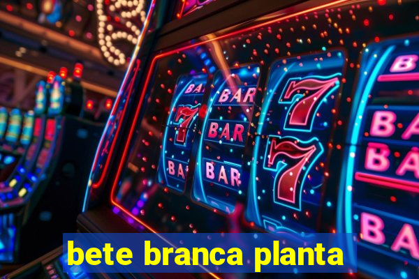 bete branca planta